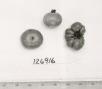 Click for 1 image(s) for this accession. FRUIT